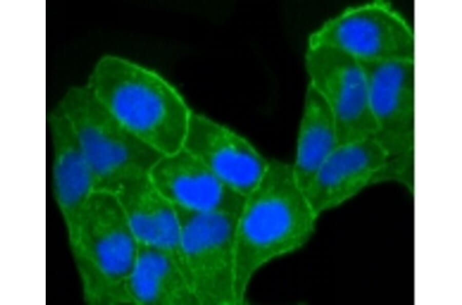 Anti-CCR7 Antibody from Bioworld Technology (BS9847M) - Antibodies.com