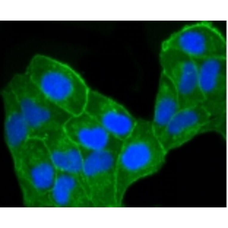 Anti-CCR7 Antibody from Bioworld Technology (BS9847M) - Antibodies.com