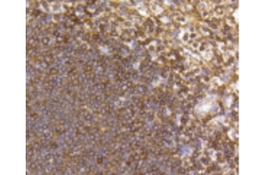 Anti-CCR7 Antibody from Bioworld Technology (BS9847M) - Antibodies.com
