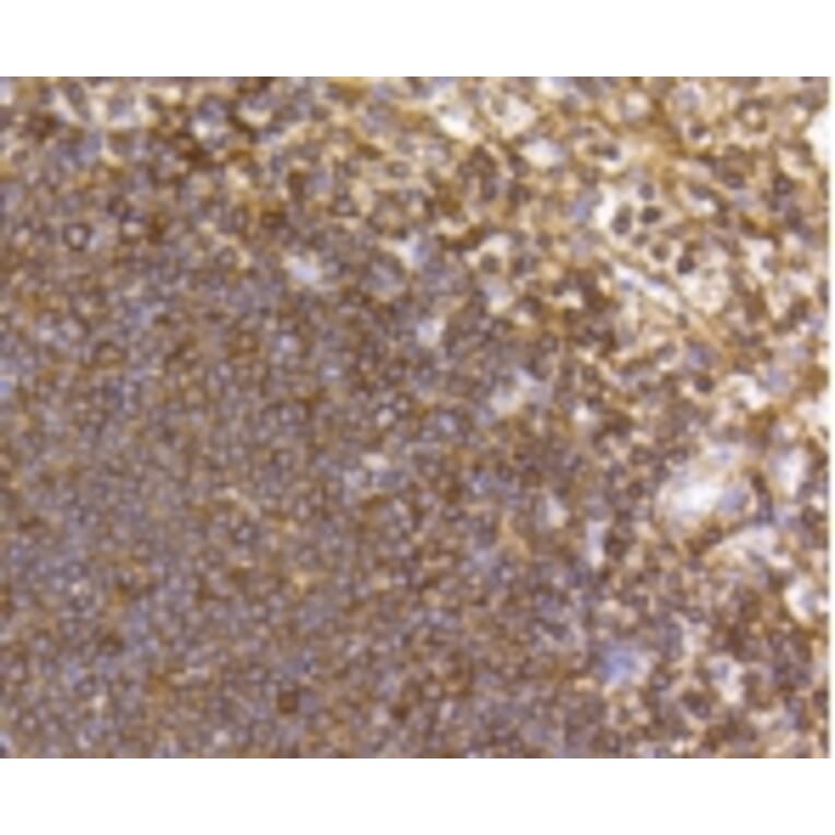 Anti-CCR7 Antibody from Bioworld Technology (BS9847M) - Antibodies.com