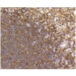 Anti-CCR7 Antibody from Bioworld Technology (BS9847M) - Antibodies.com