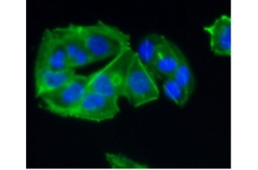 Anti-CCR7 Antibody from Bioworld Technology (BS9847M) - Antibodies.com