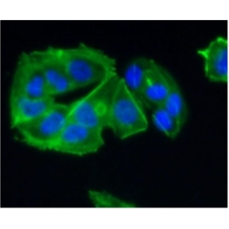 Anti-CCR7 Antibody from Bioworld Technology (BS9847M) - Antibodies.com