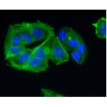 Anti-CCR7 Antibody from Bioworld Technology (BS9847M) - Antibodies.com