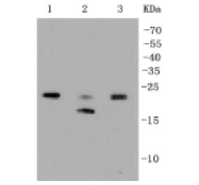 Anti-Rho A/B/C Antibody from Bioworld Technology (BS9848M) - Antibodies.com