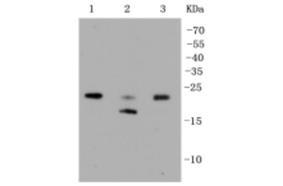Anti-Rho A/B/C Antibody from Bioworld Technology (BS9848M) - Antibodies.com