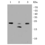 Anti-Rho A/B/C Antibody from Bioworld Technology (BS9848M) - Antibodies.com