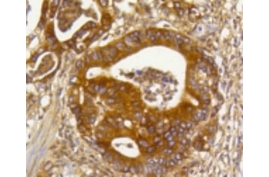 Anti-Rho A/B/C Antibody from Bioworld Technology (BS9848M) - Antibodies.com