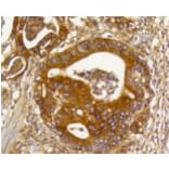 Anti-Rho A/B/C Antibody from Bioworld Technology (BS9848M) - Antibodies.com