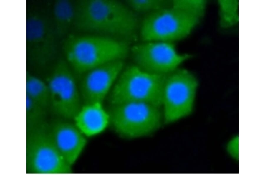 Anti-Rho A/B/C Antibody from Bioworld Technology (BS9848M) - Antibodies.com