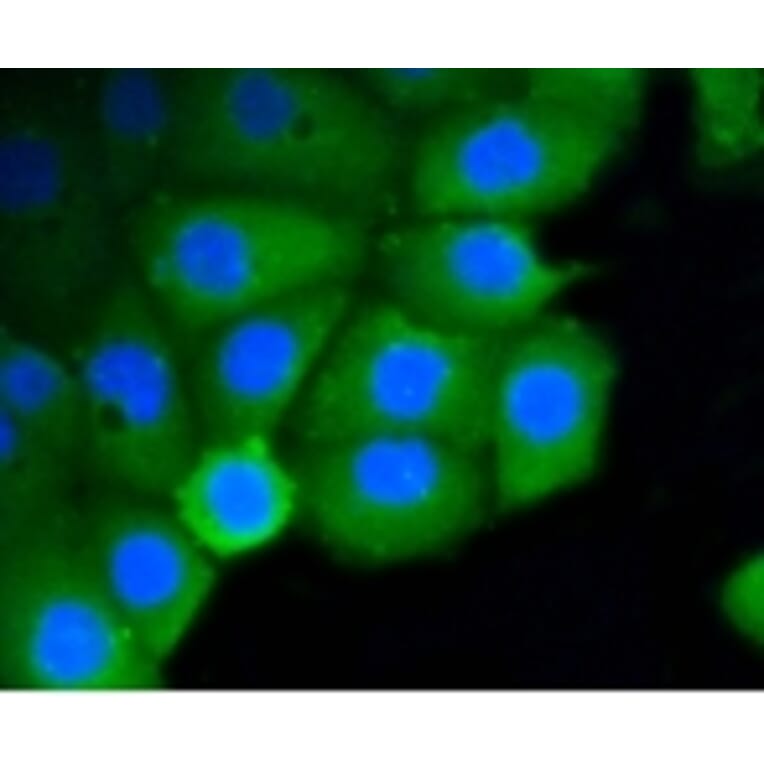Anti-Rho A/B/C Antibody from Bioworld Technology (BS9848M) - Antibodies.com