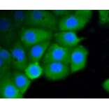 Anti-Rho A/B/C Antibody from Bioworld Technology (BS9848M) - Antibodies.com