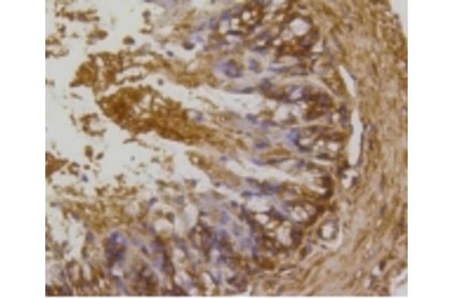 Anti-Rho A/B/C Antibody from Bioworld Technology (BS9848M) - Antibodies.com