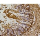 Anti-Rho A/B/C Antibody from Bioworld Technology (BS9848M) - Antibodies.com