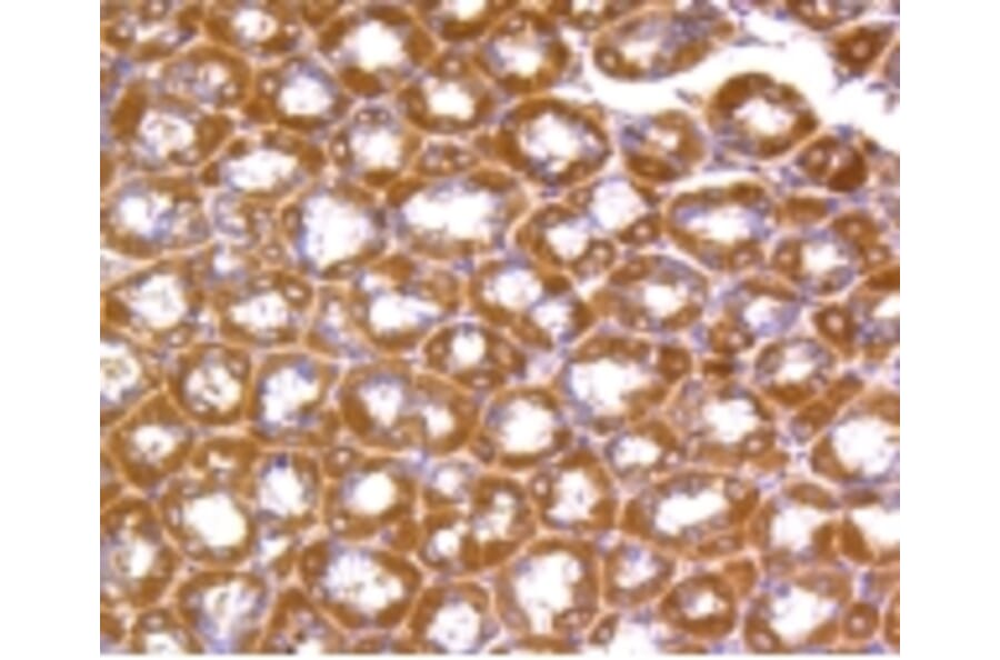 Anti-Rho A/B/C Antibody from Bioworld Technology (BS9848M) - Antibodies.com