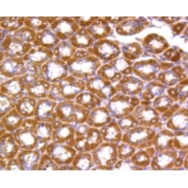 Anti-Rho A/B/C Antibody from Bioworld Technology (BS9848M) - Antibodies.com