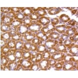 Anti-Rho A/B/C Antibody from Bioworld Technology (BS9848M) - Antibodies.com