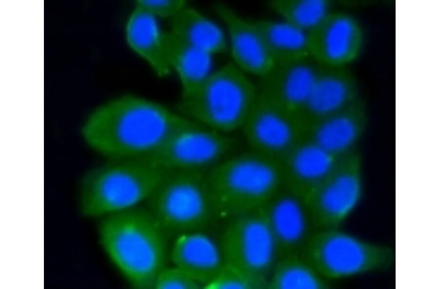 Anti-Rho A/B/C Antibody from Bioworld Technology (BS9848M) - Antibodies.com