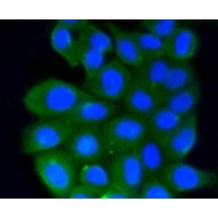 Anti-Rho A/B/C Antibody from Bioworld Technology (BS9848M) - Antibodies.com