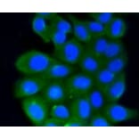 Anti-Rho A/B/C Antibody from Bioworld Technology (BS9848M) - Antibodies.com