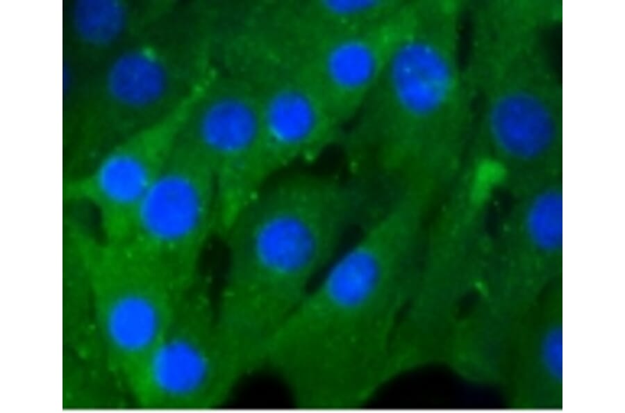 Anti-Rho A/B/C Antibody from Bioworld Technology (BS9848M) - Antibodies.com