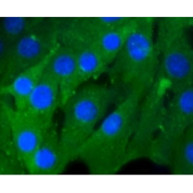 Anti-Rho A/B/C Antibody from Bioworld Technology (BS9848M) - Antibodies.com