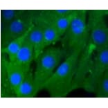 Anti-Rho A/B/C Antibody from Bioworld Technology (BS9848M) - Antibodies.com