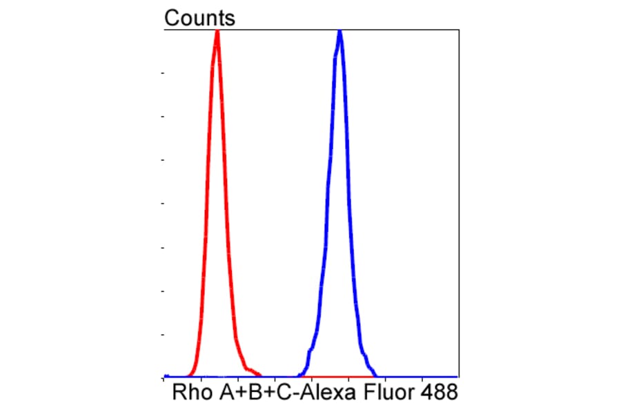 Anti-Rho A/B/C Antibody from Bioworld Technology (BS9848M) - Antibodies.com