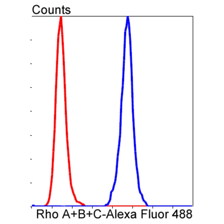 Anti-Rho A/B/C Antibody from Bioworld Technology (BS9848M) - Antibodies.com