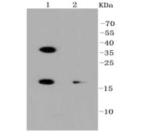Anti-PUMA Antibody from Bioworld Technology (BS9849M) - Antibodies.com