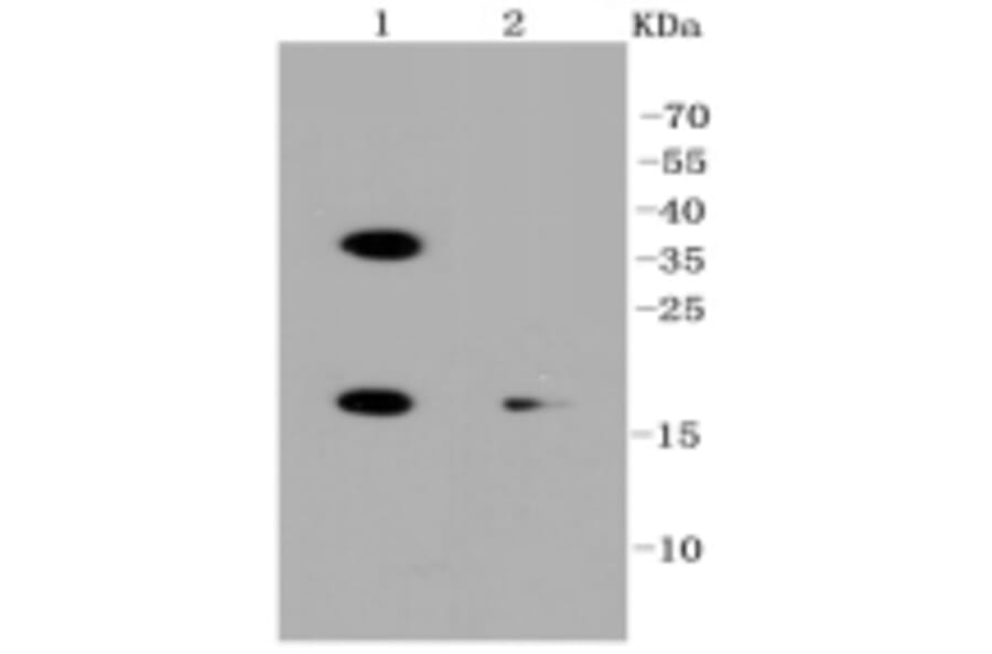 Anti-PUMA Antibody from Bioworld Technology (BS9849M) - Antibodies.com
