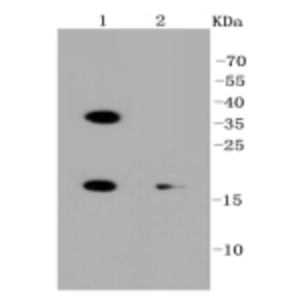 Anti-PUMA Antibody from Bioworld Technology (BS9849M) - Antibodies.com