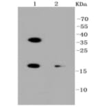 Anti-PUMA Antibody from Bioworld Technology (BS9849M) - Antibodies.com