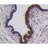 Anti-PUMA Antibody from Bioworld Technology (BS9849M) - Antibodies.com