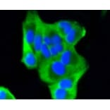 Anti-PUMA Antibody from Bioworld Technology (BS9849M) - Antibodies.com