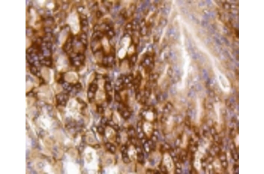 Anti-PUMA Antibody from Bioworld Technology (BS9849M) - Antibodies.com