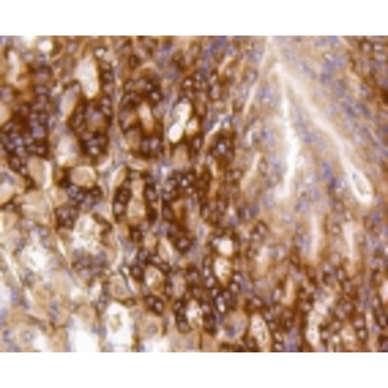 Anti-PUMA Antibody from Bioworld Technology (BS9849M) - Antibodies.com