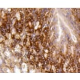 Anti-PUMA Antibody from Bioworld Technology (BS9849M) - Antibodies.com