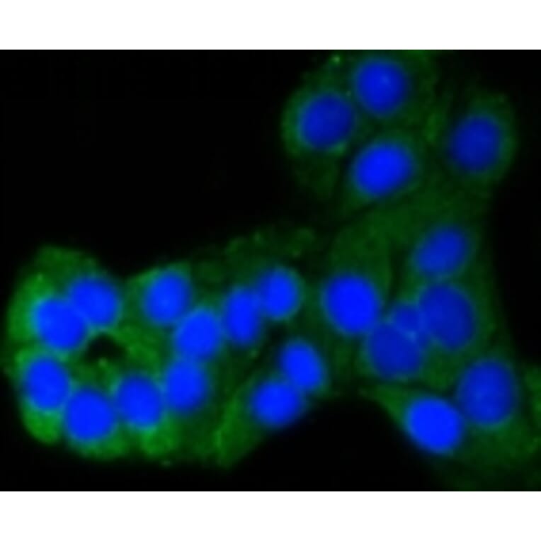 Anti-PUMA Antibody from Bioworld Technology (BS9849M) - Antibodies.com