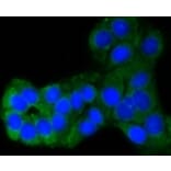 Anti-PUMA Antibody from Bioworld Technology (BS9849M) - Antibodies.com