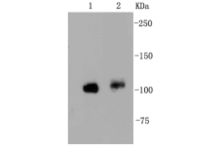 Anti-FAK Antibody from Bioworld Technology (BS9850M) - Antibodies.com