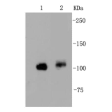 Anti-FAK Antibody from Bioworld Technology (BS9850M) - Antibodies.com
