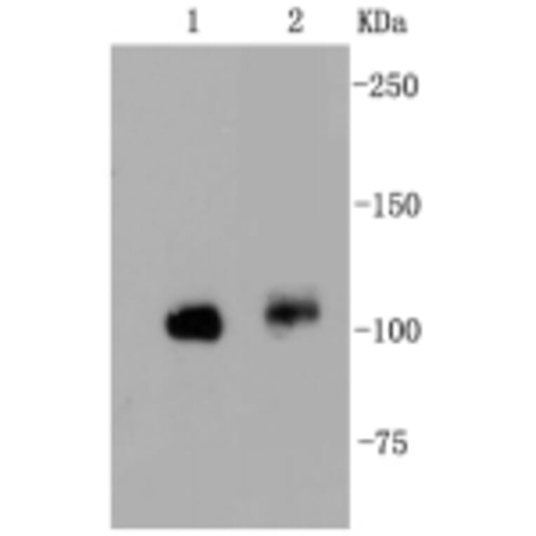 Anti-FAK Antibody from Bioworld Technology (BS9850M) - Antibodies.com