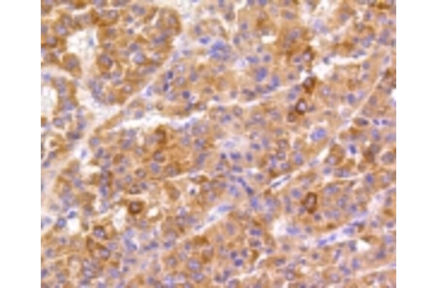 Anti-FAK Antibody from Bioworld Technology (BS9850M) - Antibodies.com