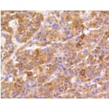 Anti-FAK Antibody from Bioworld Technology (BS9850M) - Antibodies.com