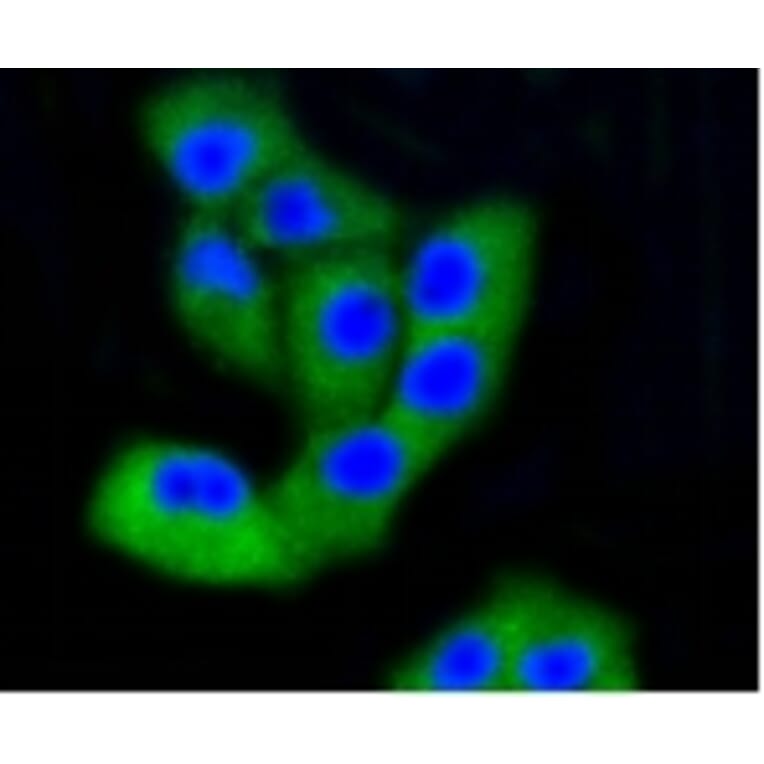 Anti-FAK Antibody from Bioworld Technology (BS9850M) - Antibodies.com