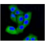 Anti-FAK Antibody from Bioworld Technology (BS9850M) - Antibodies.com