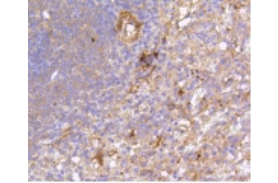 Anti-FAK Antibody from Bioworld Technology (BS9850M) - Antibodies.com