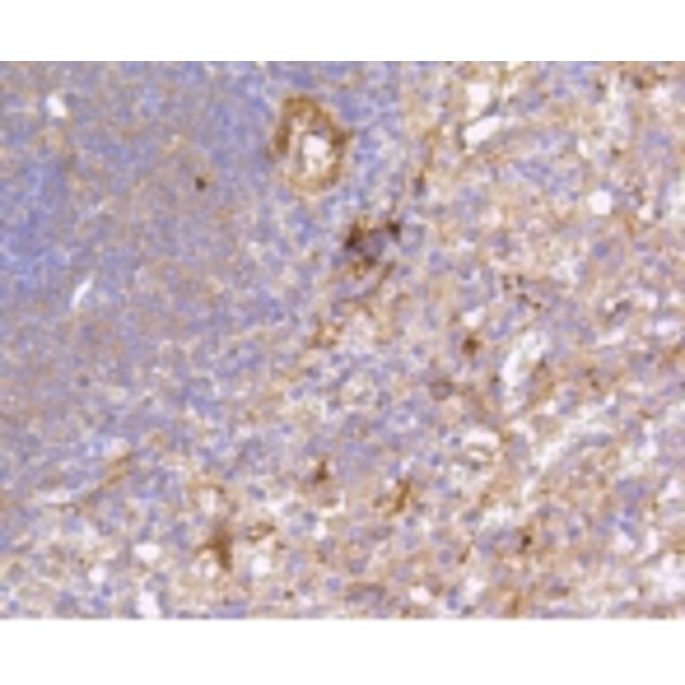 Anti-FAK Antibody from Bioworld Technology (BS9850M) - Antibodies.com