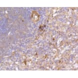 Anti-FAK Antibody from Bioworld Technology (BS9850M) - Antibodies.com